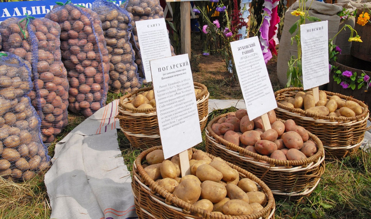 посевной картофель на рынке